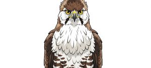 The Changeable Hawk-Eagle: The Drama King of the Raptor World The Changeable Hawk-Eagle: The Drama King of the Raptor World