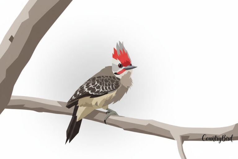 The Humorous "Punk Rocker" of the Woodpecker Family: Grey-and-buff Woodpecker